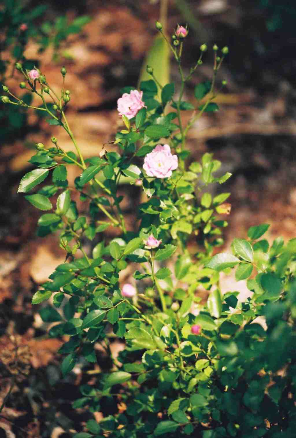 film photography